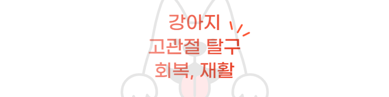 반려견-탈구-고관절