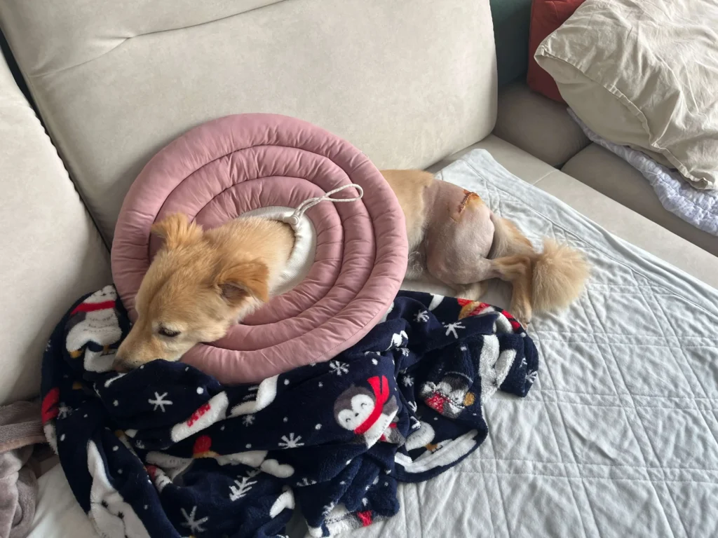 개-고관절-수술-넥카라