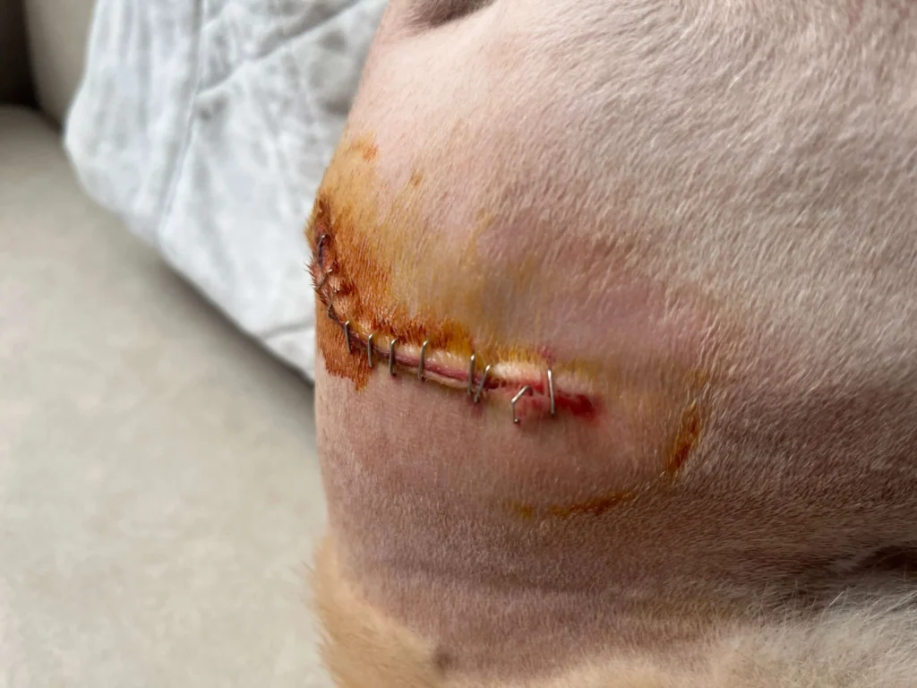 반려견-고관절-수술-회복-dog hip surgery